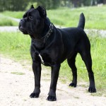 A black Cane Corso stanging on the road
