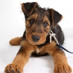 Airedale Terrier with paws outstretched
