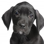 Black Great Dane pup looking sad