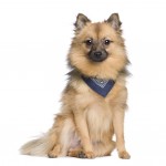Keeshond with a blue bandana