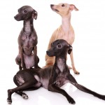 Three Italian Greyhounds, one laying down in front of the others