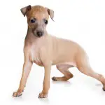 Baby Greyhound Puppy brown