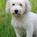 Bichon Poo sitting in the grass