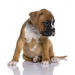 A boxer puppy sitting down and looking to the left