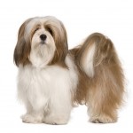 Lhasa Apso with shaggy hair