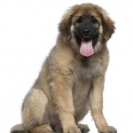 Newfoundland Puppies For Sale In Texas
