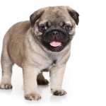 Shih Tzu Puppies For Sale In Washington
