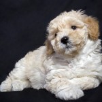 Maltipoo laying down and relaxing
