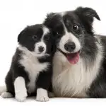 A Border Collie mom and puppy