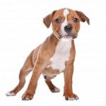 Staffordshire Bull Terrier standing up for the first time