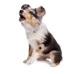 Shetland Sheepdog Dog howling