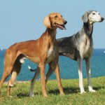 Two Salukis stanging on a hill overlooking the ocean