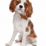 Regal looking Cavalier King Charles Spaniel