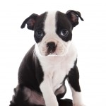 Boston Terrier putting with ears flopping over