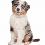 Australian Shepherd with blue eyes