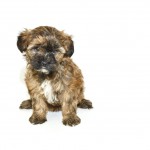 Yorkie Poo with multi-colored coat