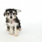 Morkie with one ear flopped up