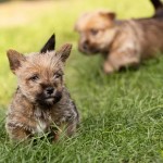 Cairn Terrier puppies running around outside