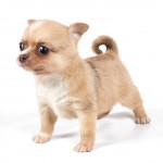 Teacup Chihuahua tiny miniature baby