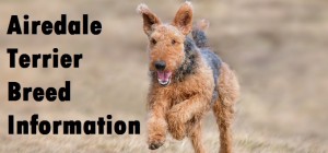 Airedale Terrier Dog Breed Information