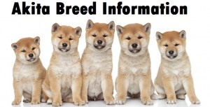 Akita Dog Breed Information