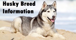 Alaskan Husky Dog Breed Info