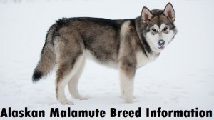 Alaskan Malamute Dog Breed Info