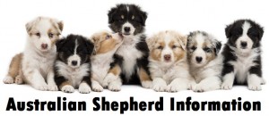 Australian Shepherd Dog Breed Info