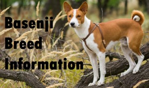 Basenji Dog Breed Info