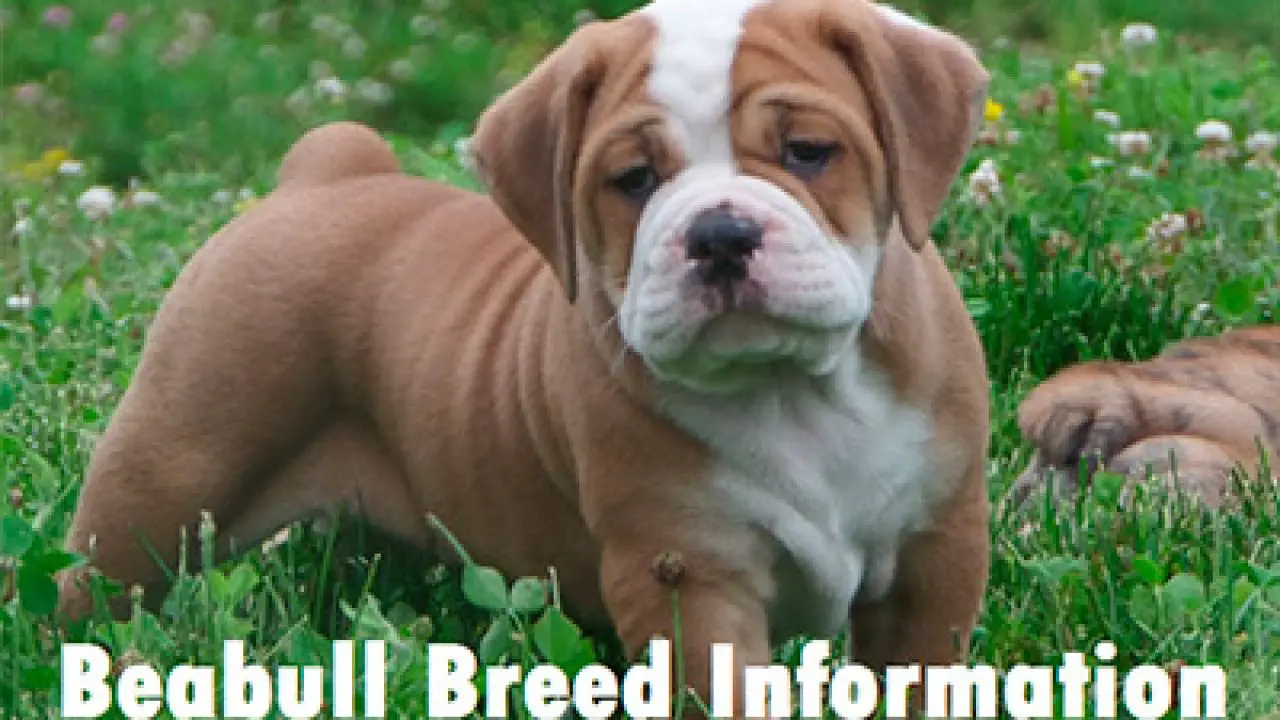 beabull breed