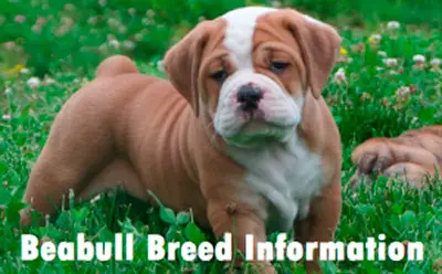 Beabull Dog Breed Info