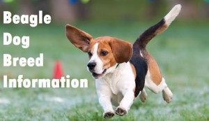 Beagle Dog Breed Info