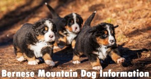 Bernese Mountain Dog Breed Info