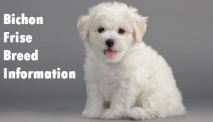 Bichon Frise Dog Breed Info