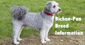 Bichon Poo Dog Breed Info