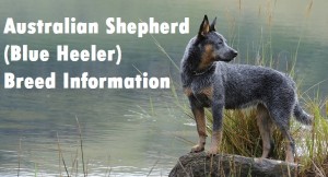 Australian Shepherd (Blue Heeler) Dog Breed Info