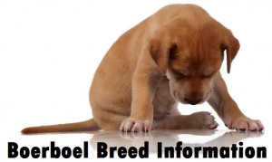 Boerboel Dog Breed Info