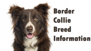 Border Collie Dog Breed Info