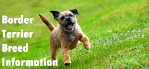Border Terrier Dog Breed Info
