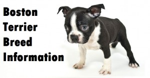 Boston Terrier Dog Breed Info