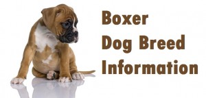 Boxer Dog Breed Info