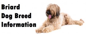 Briard Dog Breed Info
