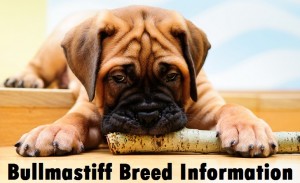 Bullmastiff Dog Breed Info