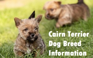 Cairn Terrier Dog Breed Info