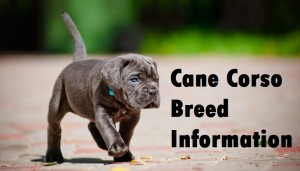 Cane Corso Dog Breed Info