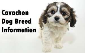 Cavachon Dog Breed Info