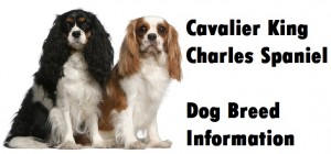 Cavalier King Charles Spaniel Dog Breed Info