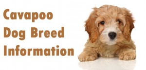 Cavapoo Dog Breed Info