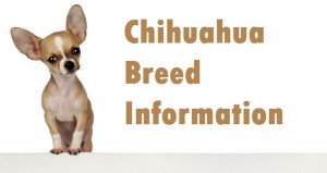 Chihuahua Dog Breed Info