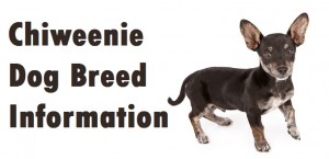 Chiweenie Dog Breed Info